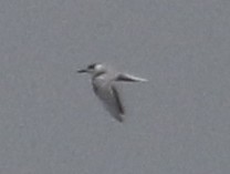 Common Tern - ML502410591