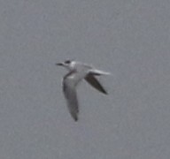 Common Tern - Derek LaFlamme