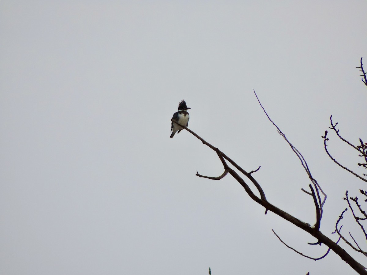 Belted Kingfisher - ML502411371