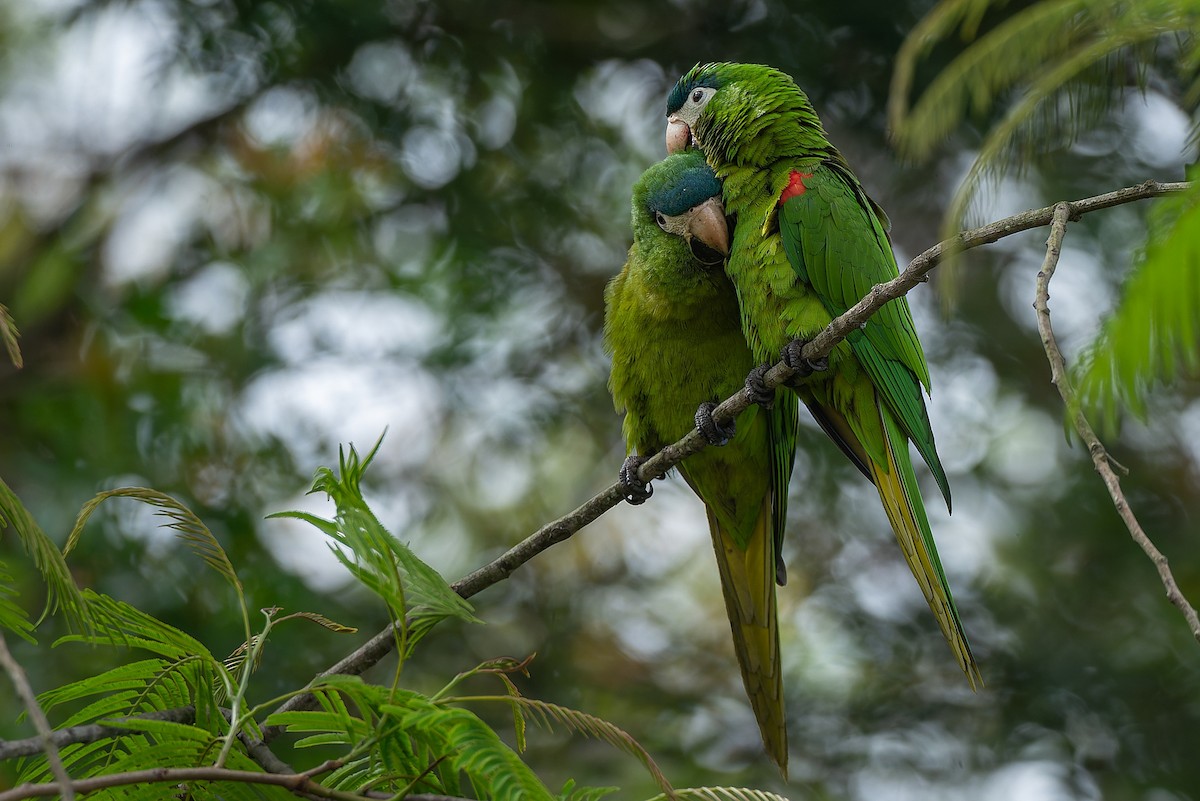 Red-shouldered Macaw - ML502412961