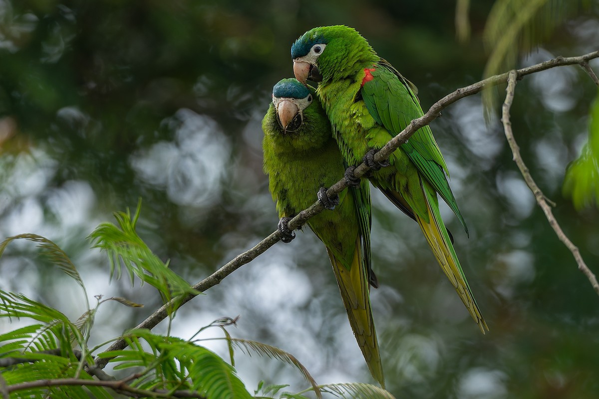 Red-shouldered Macaw - ML502412971