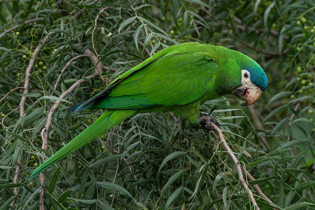 Red-shouldered Macaw - ML502413011