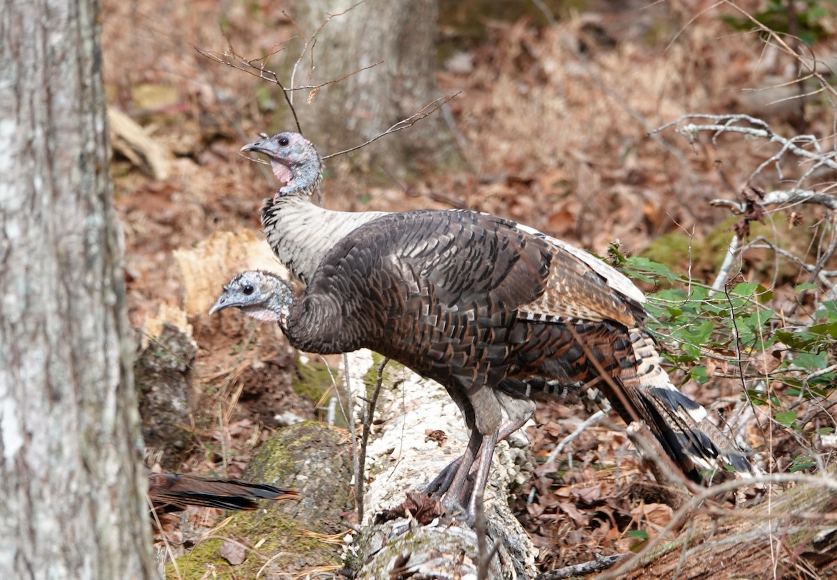 eBird Checklist 10 Nov 2022 Great Smoky Mountains NPCades Cove