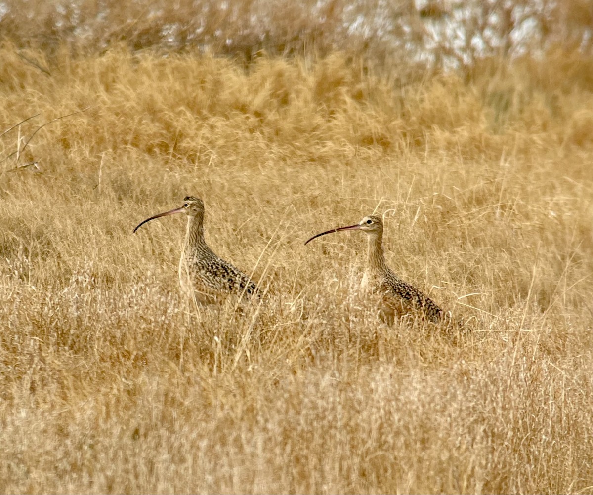 Long-billed Curlew - ML502414791