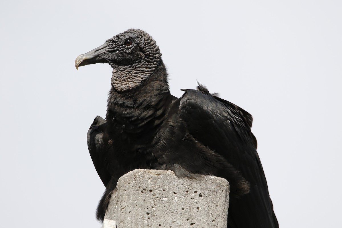 Black Vulture - ML502416901
