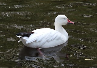 Snow Goose, ML502418451