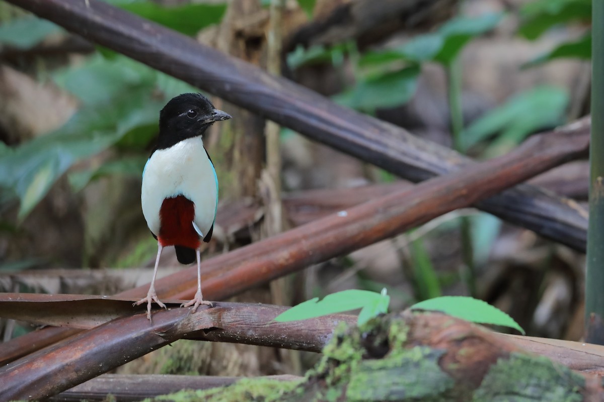 Ivory-breasted Pitta - ML502421291