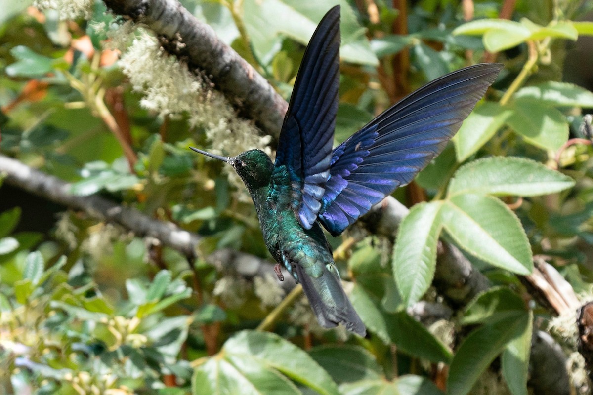 kolibřík modrokřídlý - ML502421511