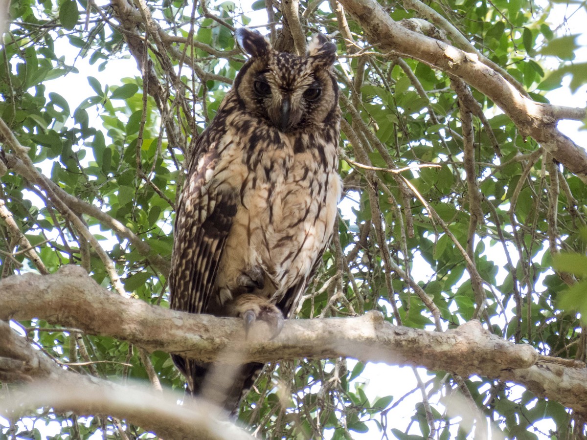 Madagascar Owl - ML50242571