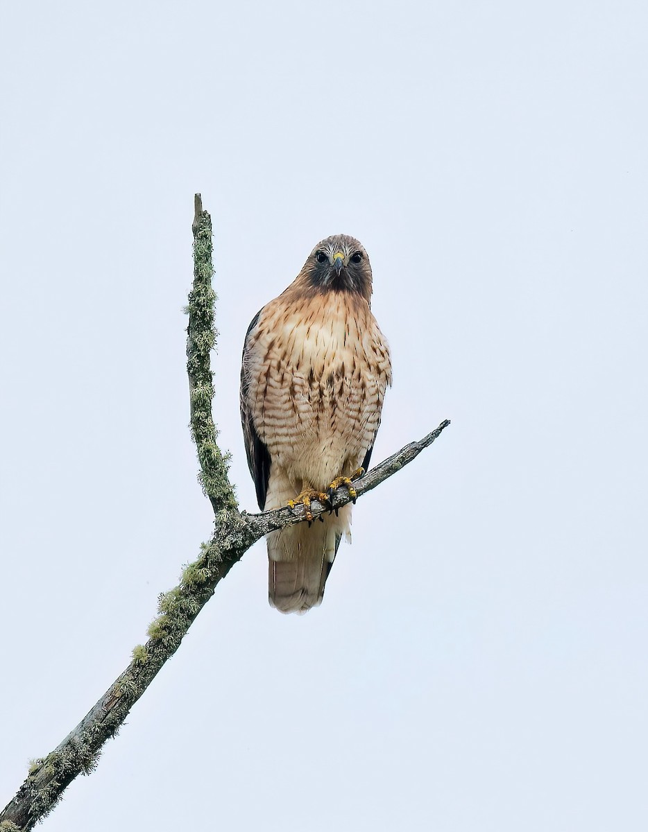 Red-tailed Hawk - Katherine Frost