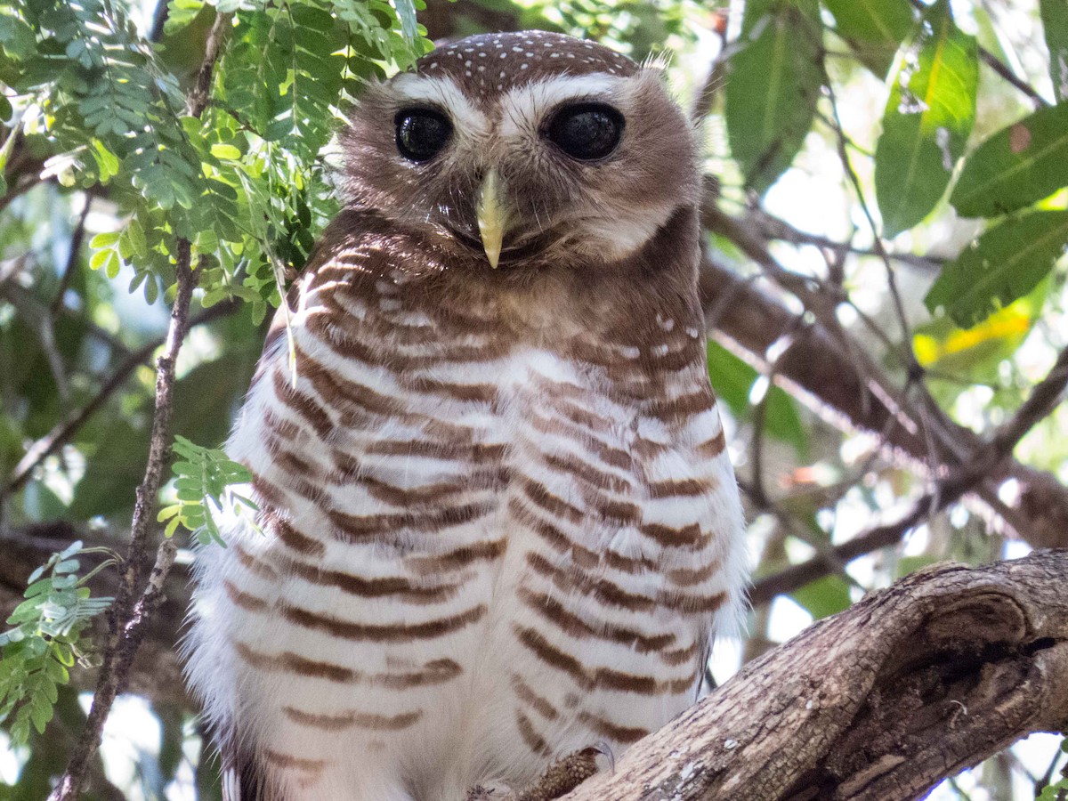 White-browed Owl - Robert Lockett