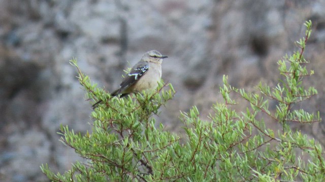 Patagonian Mockingbird - ML502431561
