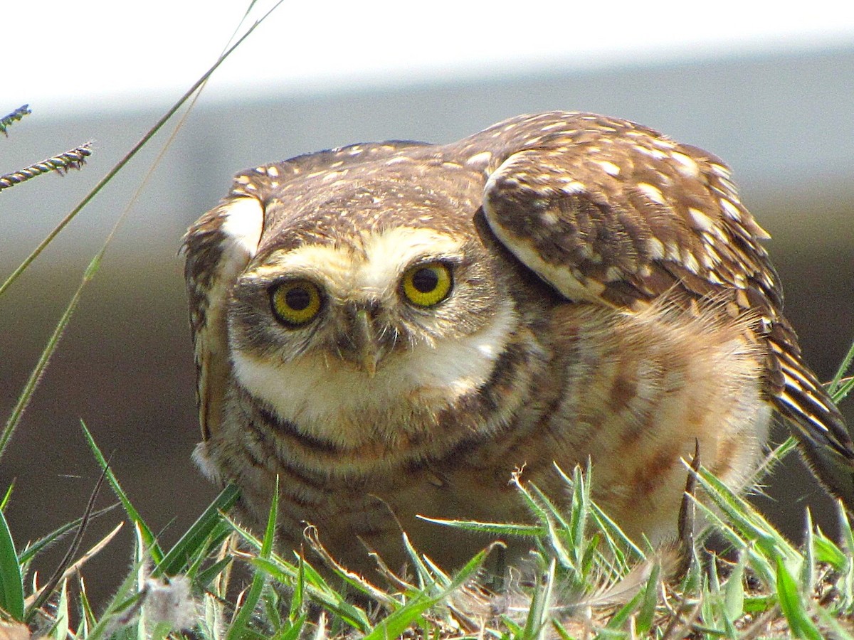Burrowing Owl - ML502438931