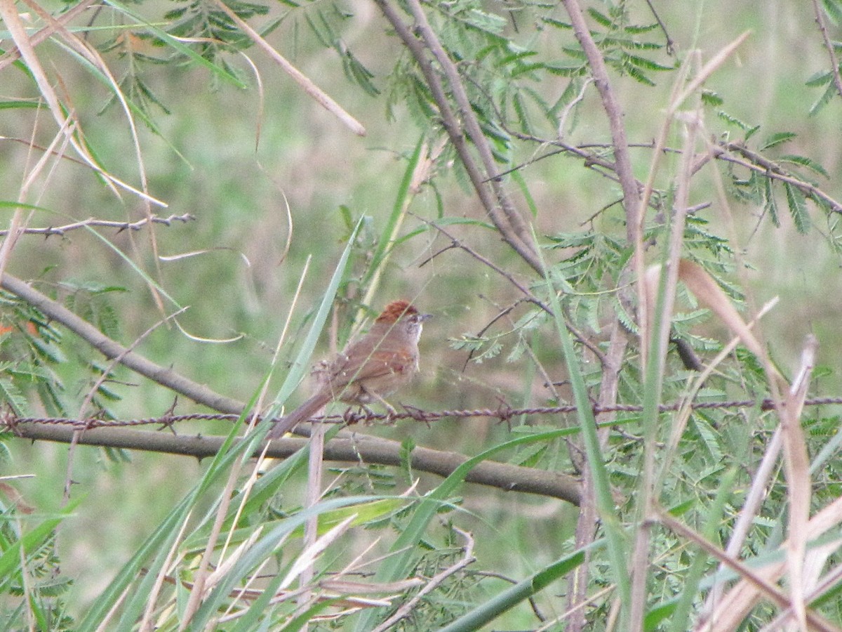 Pale-breasted Spinetail - ML502440071