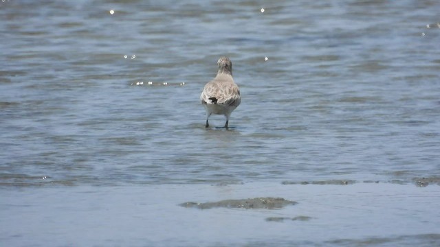 Red Knot - ML502441201
