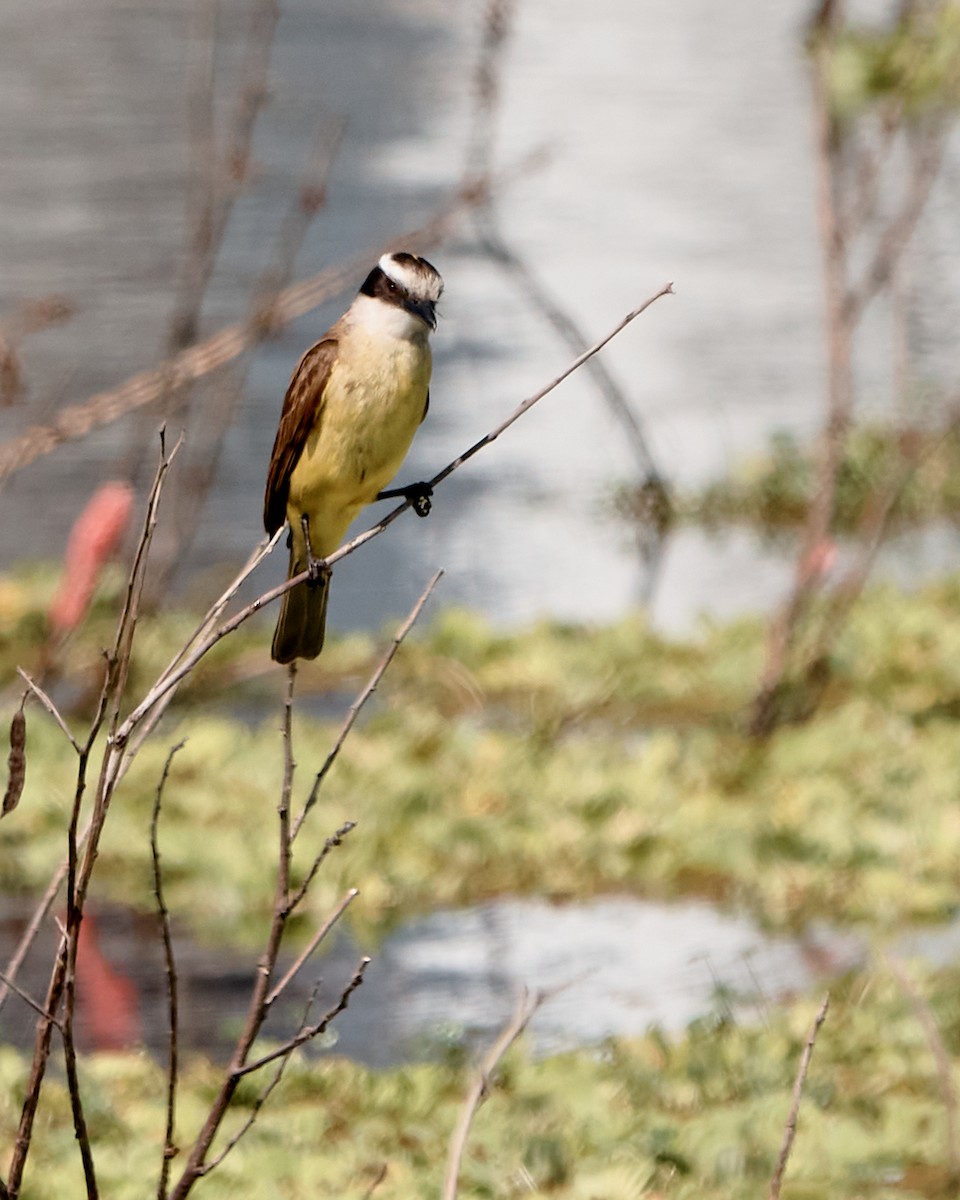 ML502446291 - Great Kiskadee - Macaulay Library