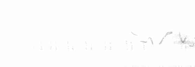 Боготский крапивник - ML502448901