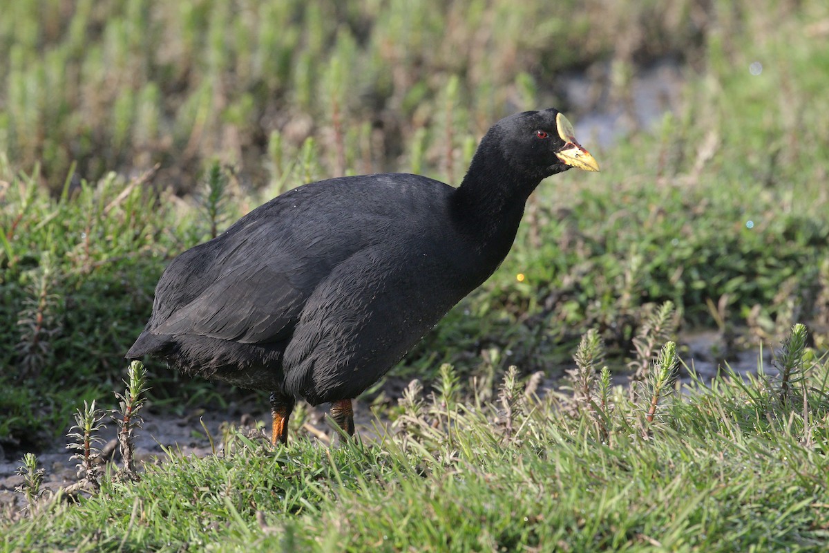 Red-gartered Coot - ML502453961