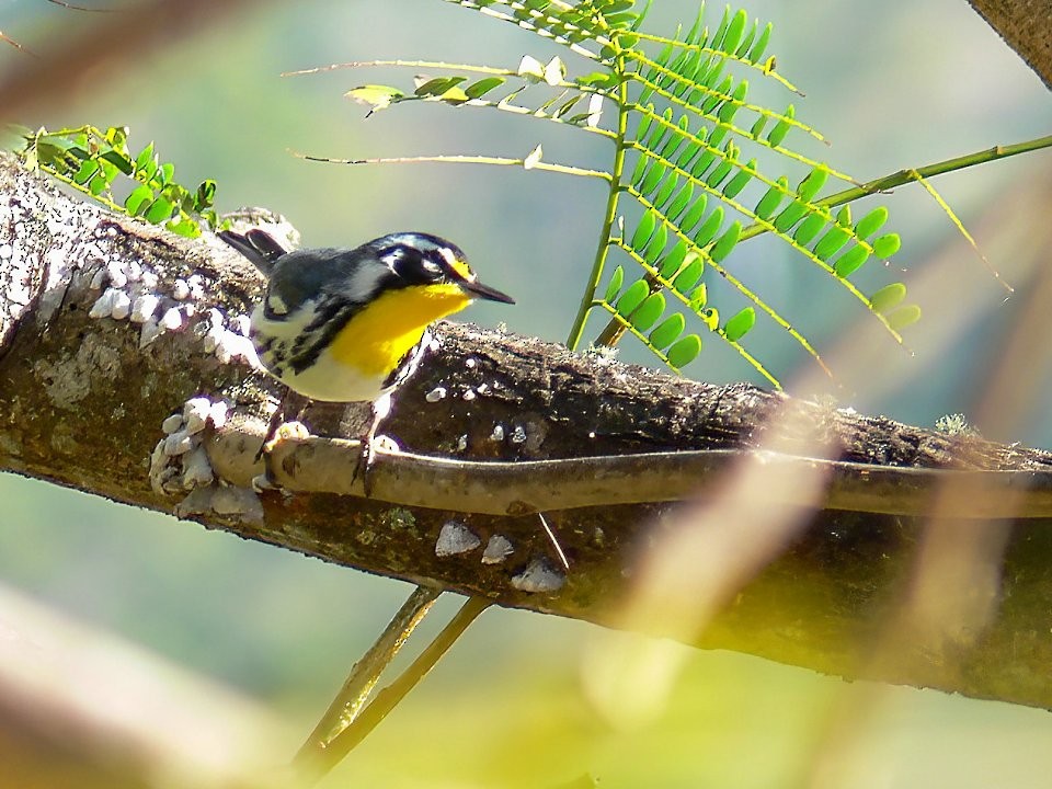 Yellow-throated Warbler - Neil Dawe