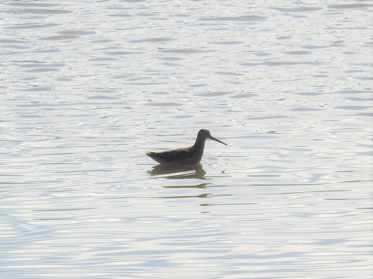 Long-billed Dowitcher - ML502462991
