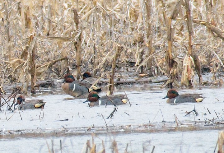 Green-winged Teal - Mike Bailey