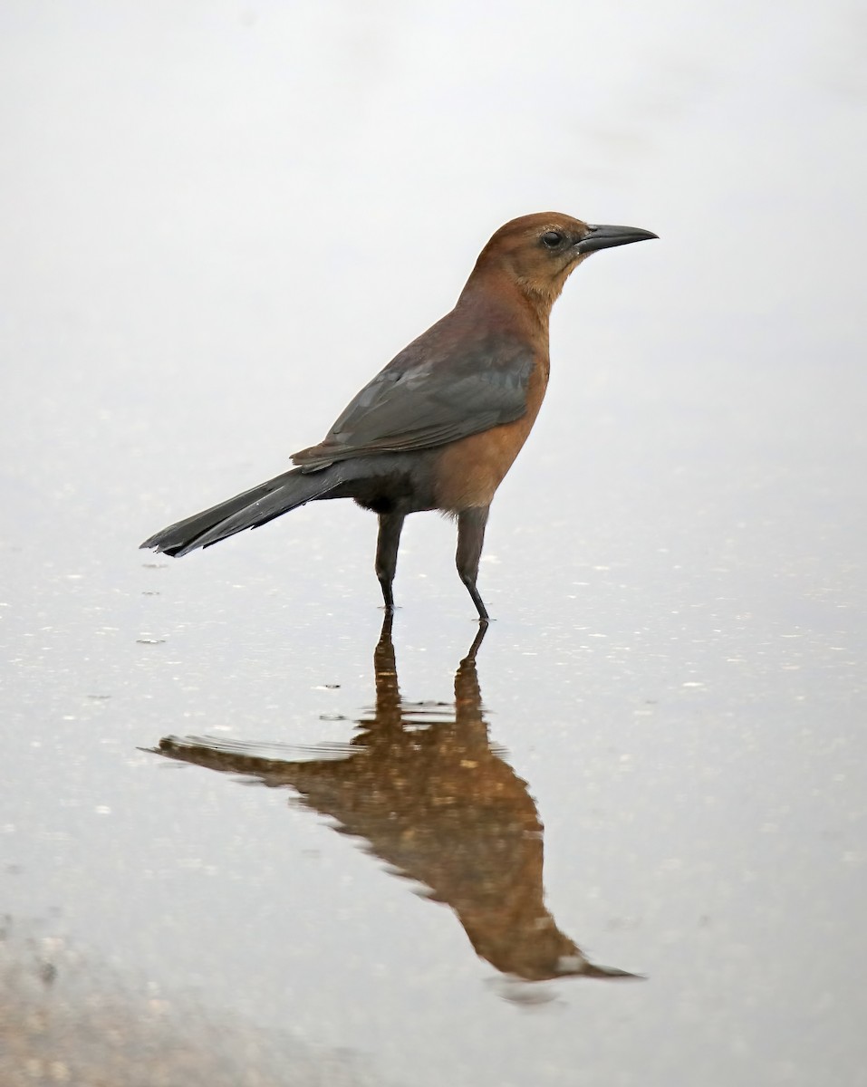 Boat-tailed Grackle - ML502465761