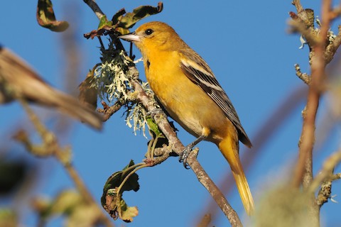 Baltimore Oriole - eBird