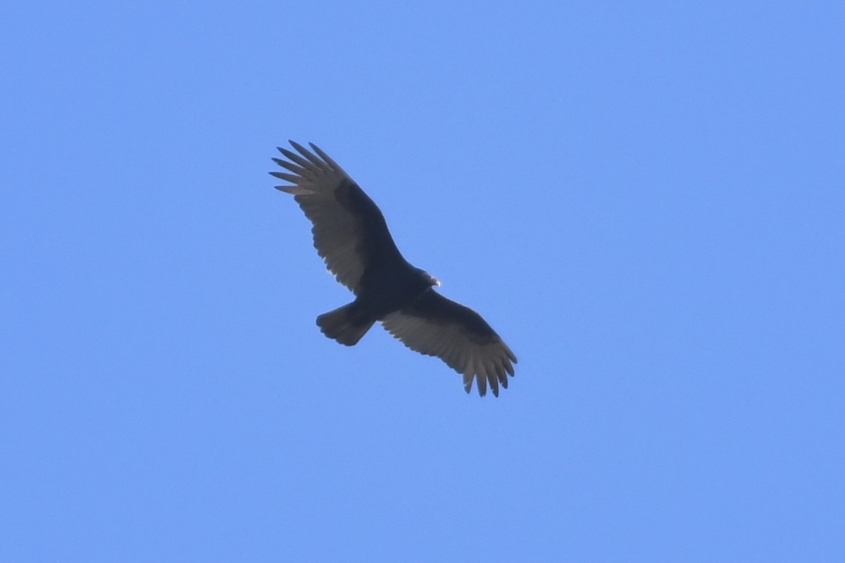 Turkey Vulture - ML502468851