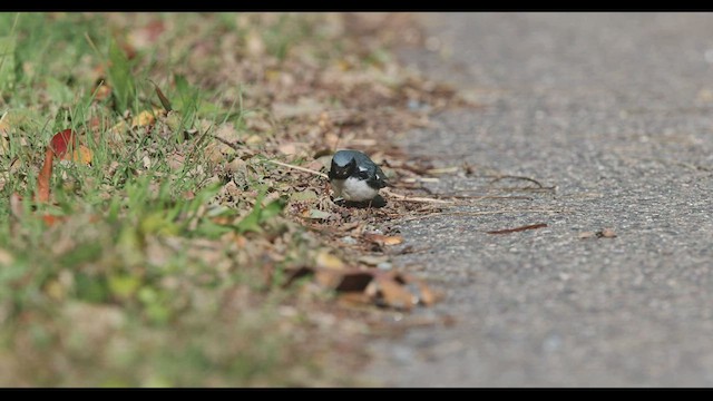 Black-throated Blue Warbler - ML502471151