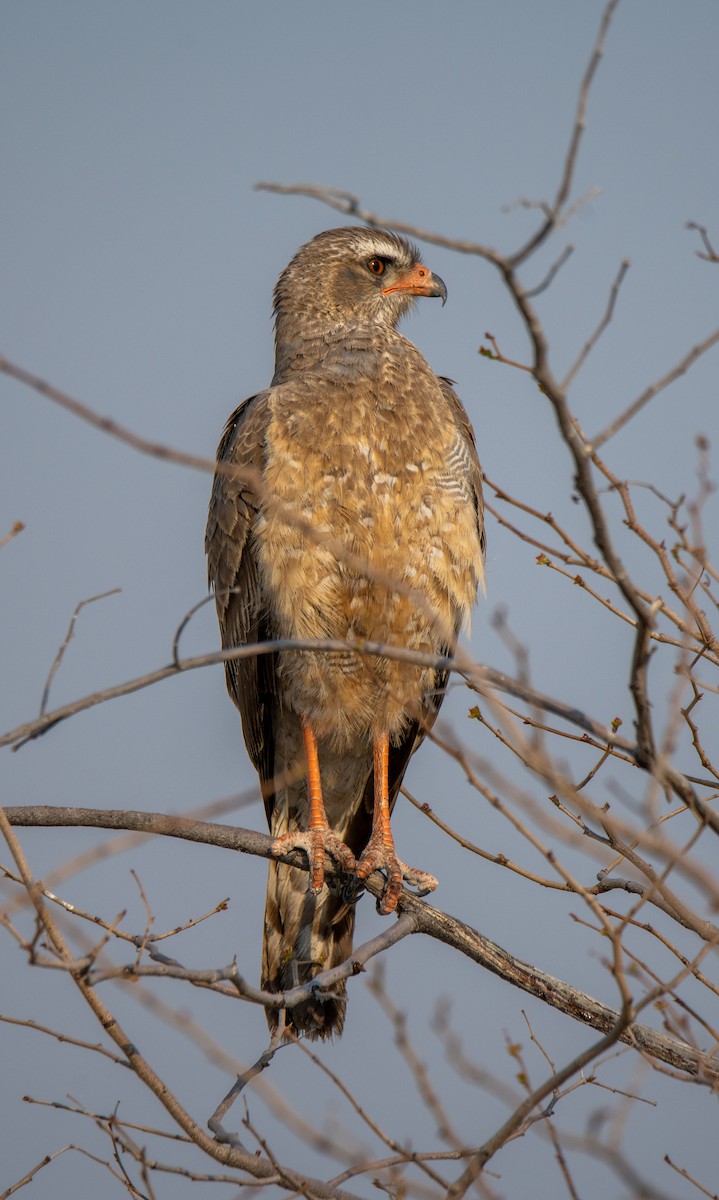 Ovambo Sparrowhawk - ML502475331