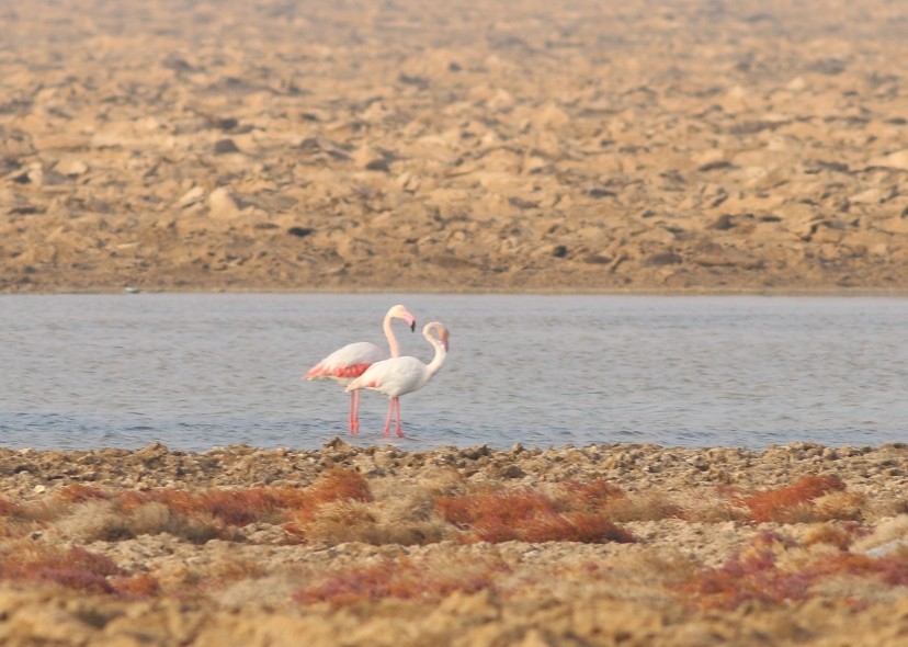 Greater Flamingo - ML50248051