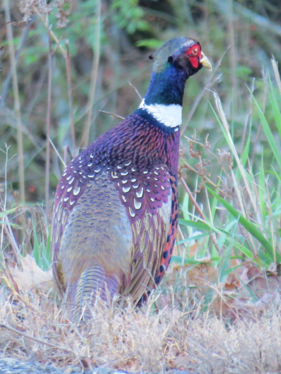 Ring-necked Pheasant - ML502487211