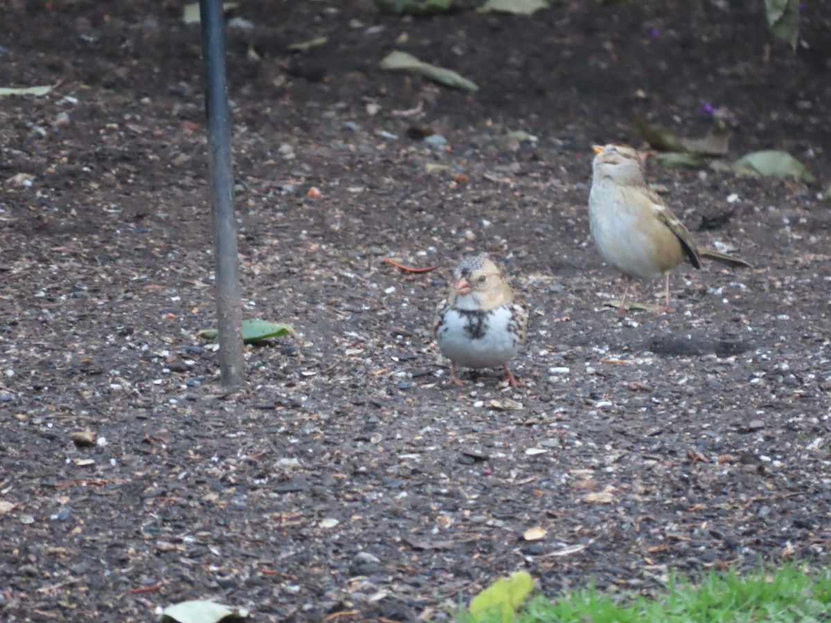 eBird Pacific Northwest Checklist 10 Nov 2022 Backyard Feeders 7
