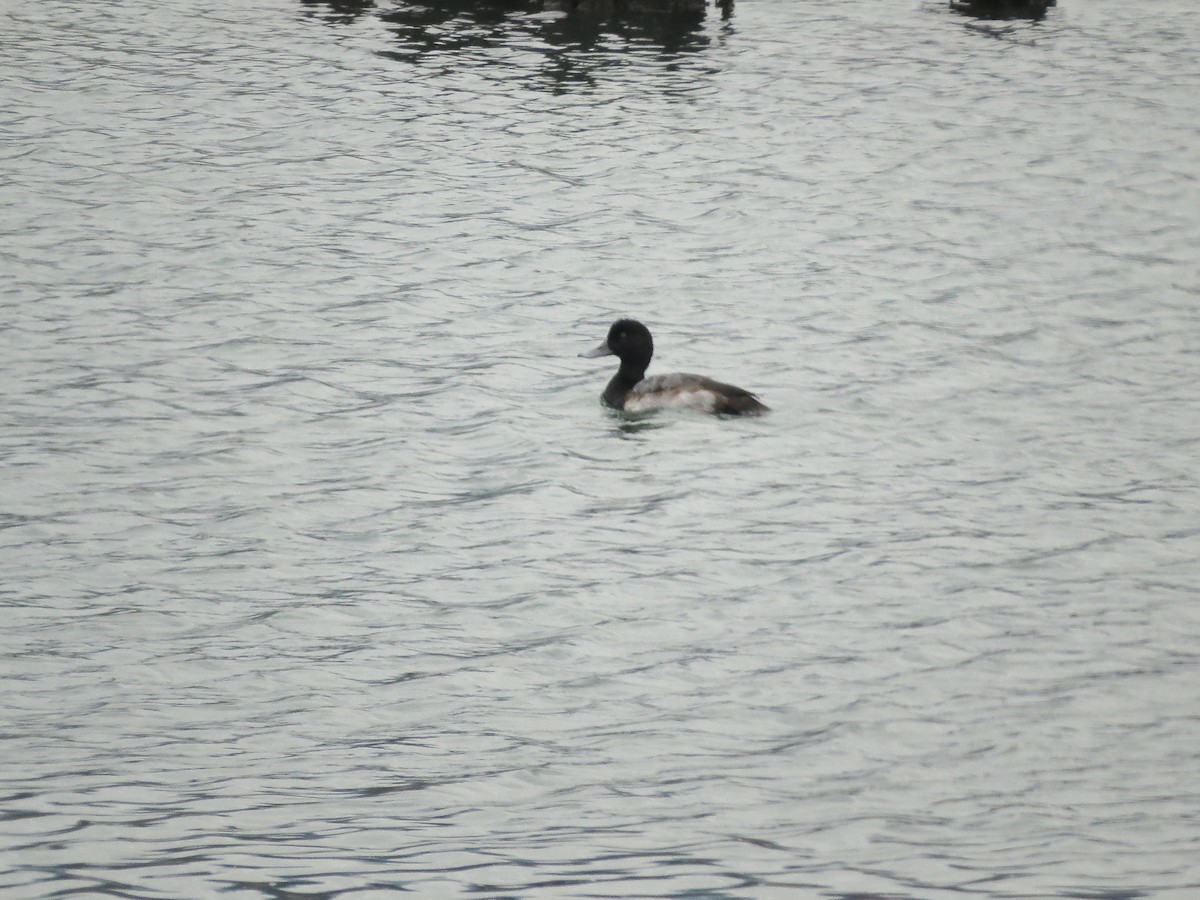 Greater Scaup - ML502488361