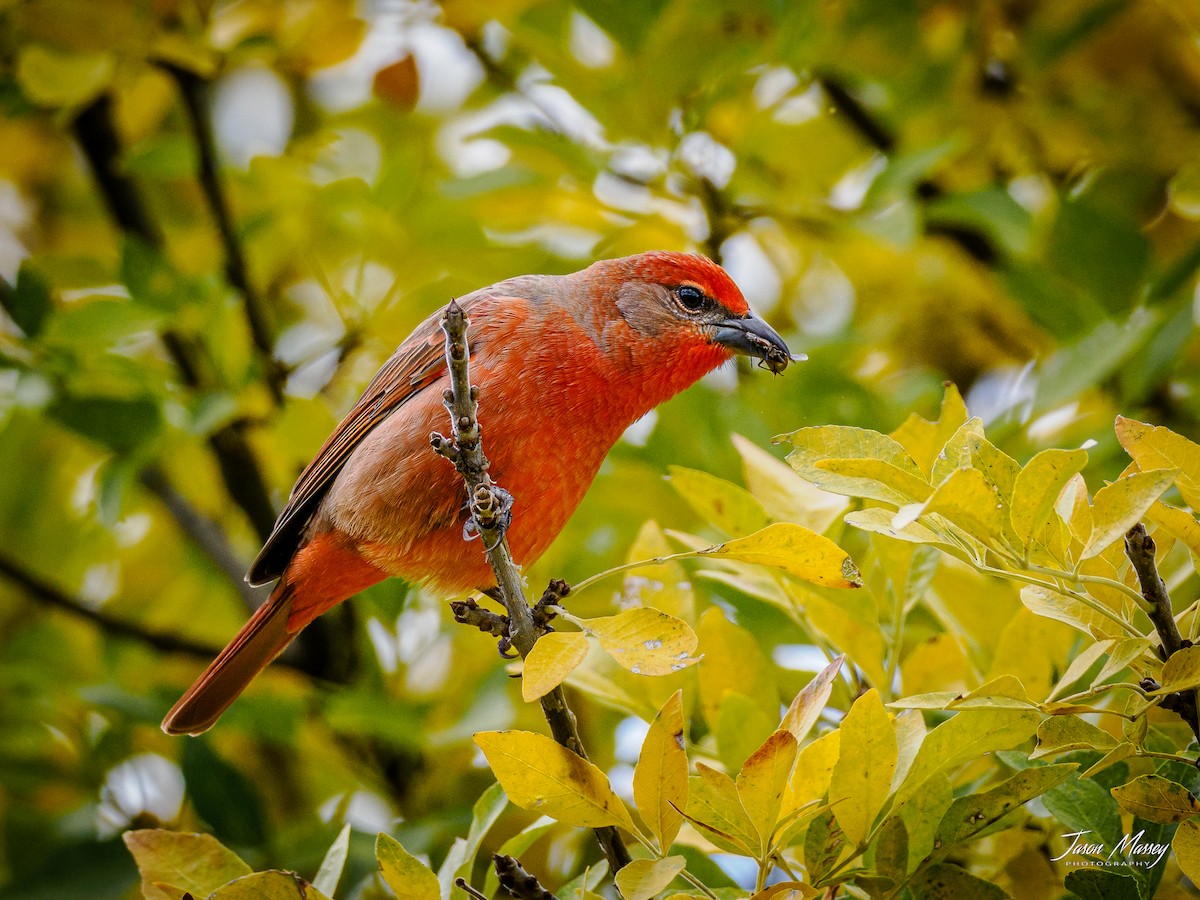 Hepatic Tanager - ML502489341
