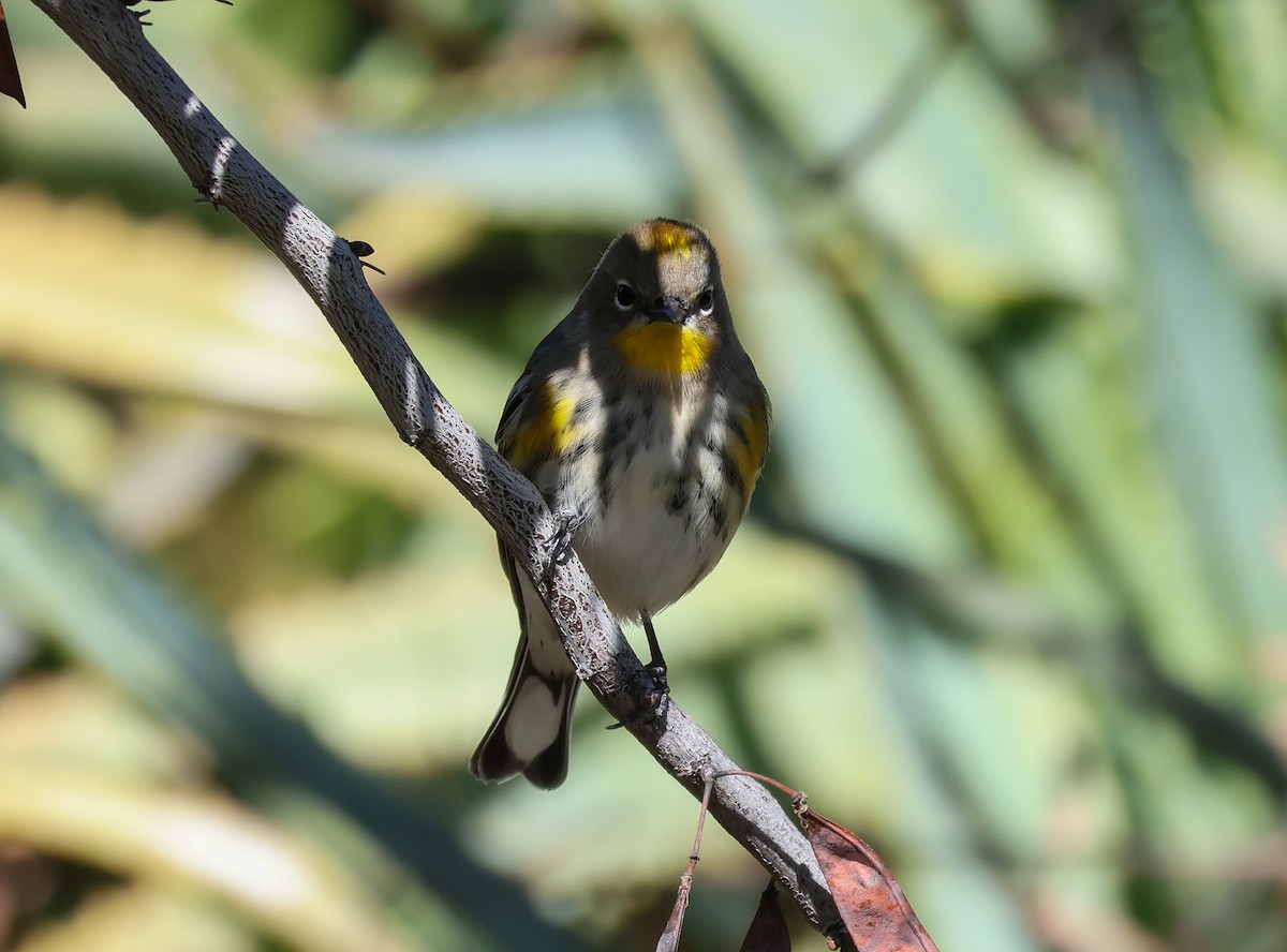 Yellow-rumped Warbler (Audubon's) - ML502490221