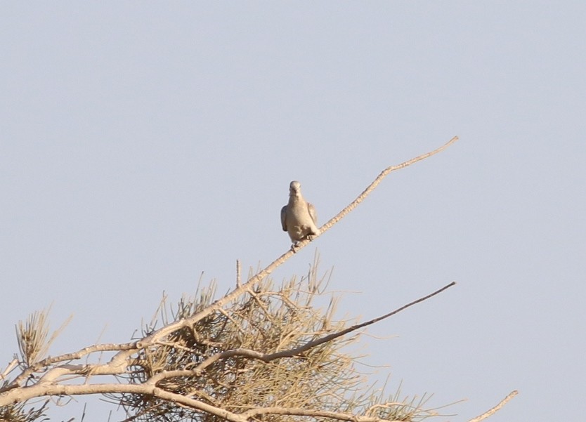 Eurasian Collared-Dove - ML50249351