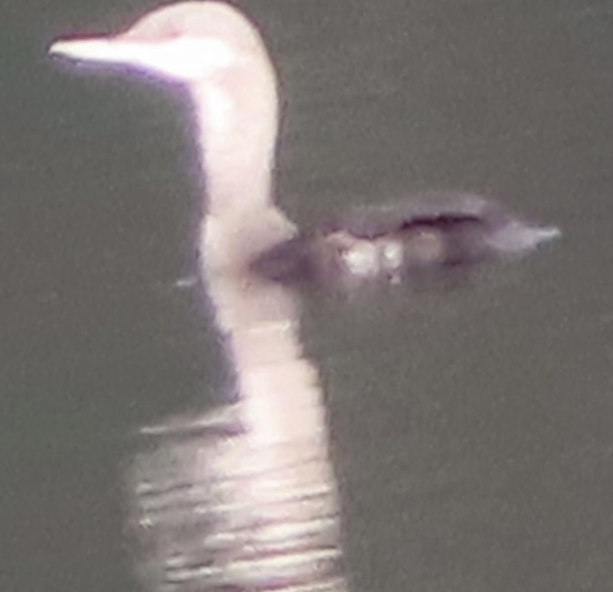 Red-throated Loon - ML502501021