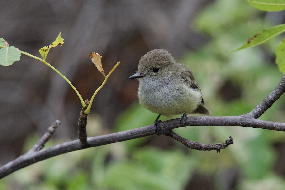 Galapagos Flycatcher - Jesse Anderson