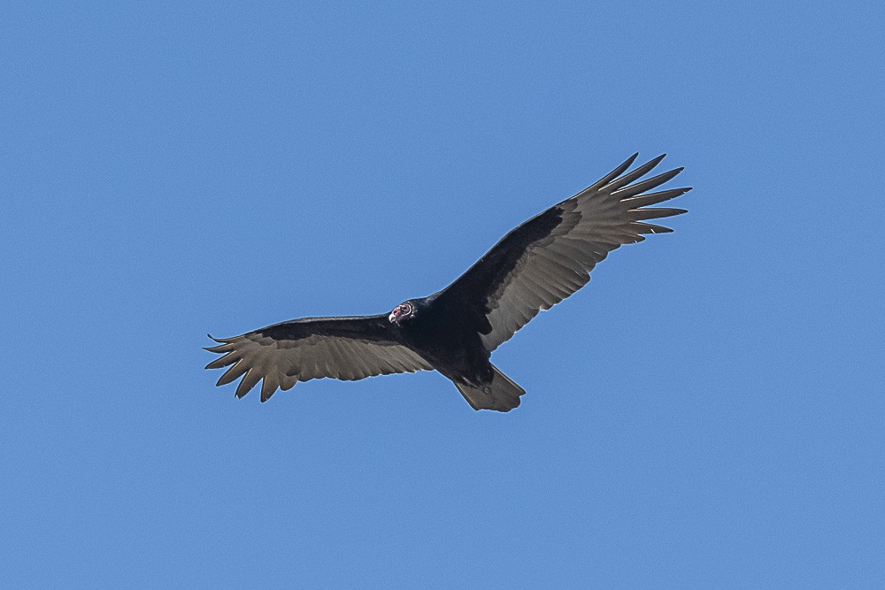 Turkey Vulture - ML502504391