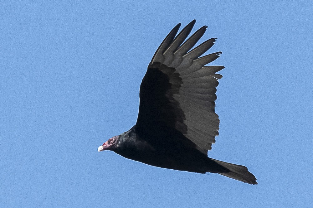 Turkey Vulture - ML502504411