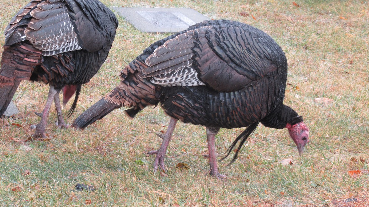 Wild Turkey - Pete Gillig
