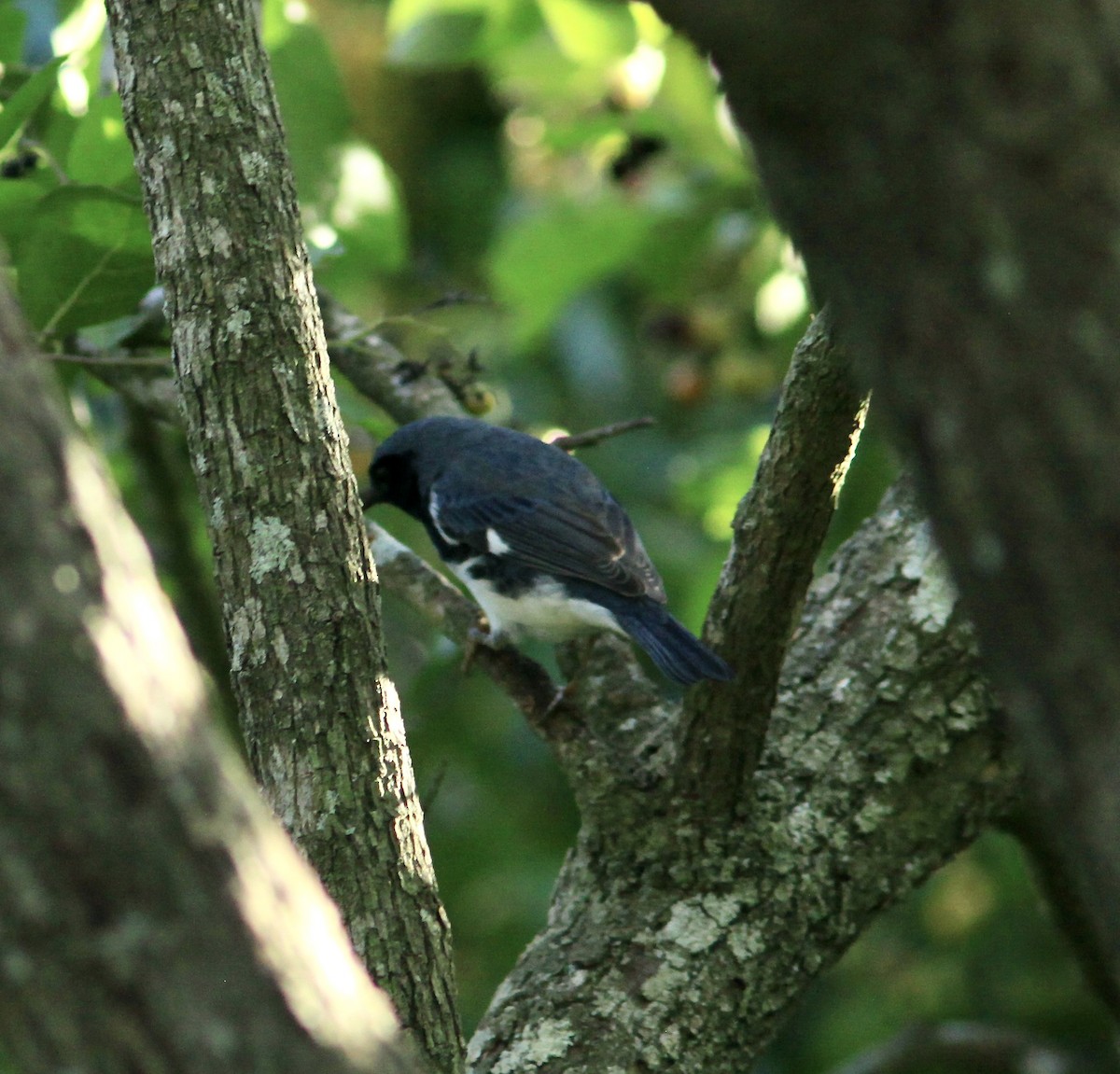 Black-throated Blue Warbler - ML502509271