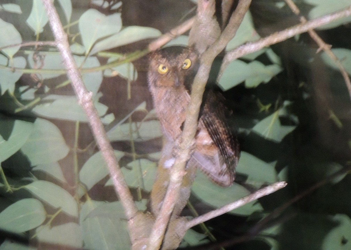 Seychelles Scops-Owl - Peter Bono
