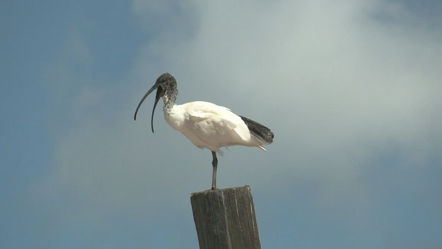 ibis australský - ML502521641