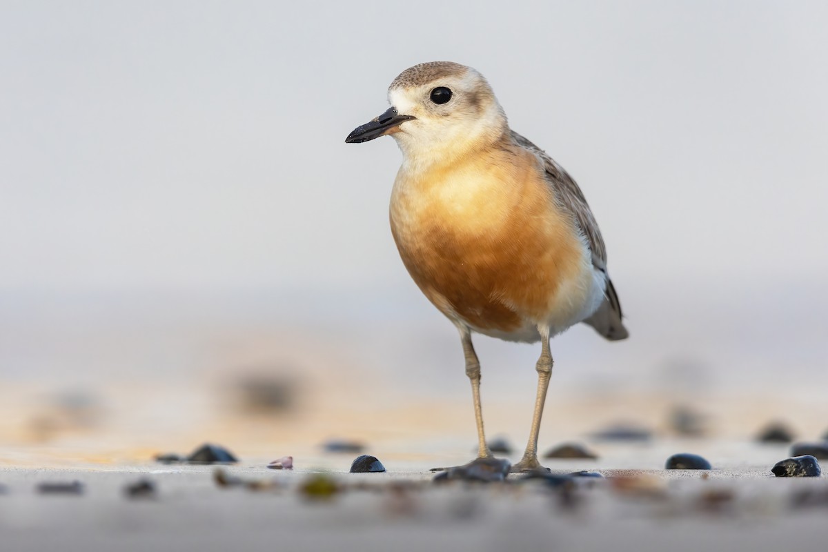 Red-breasted Dotterel - ML502526891
