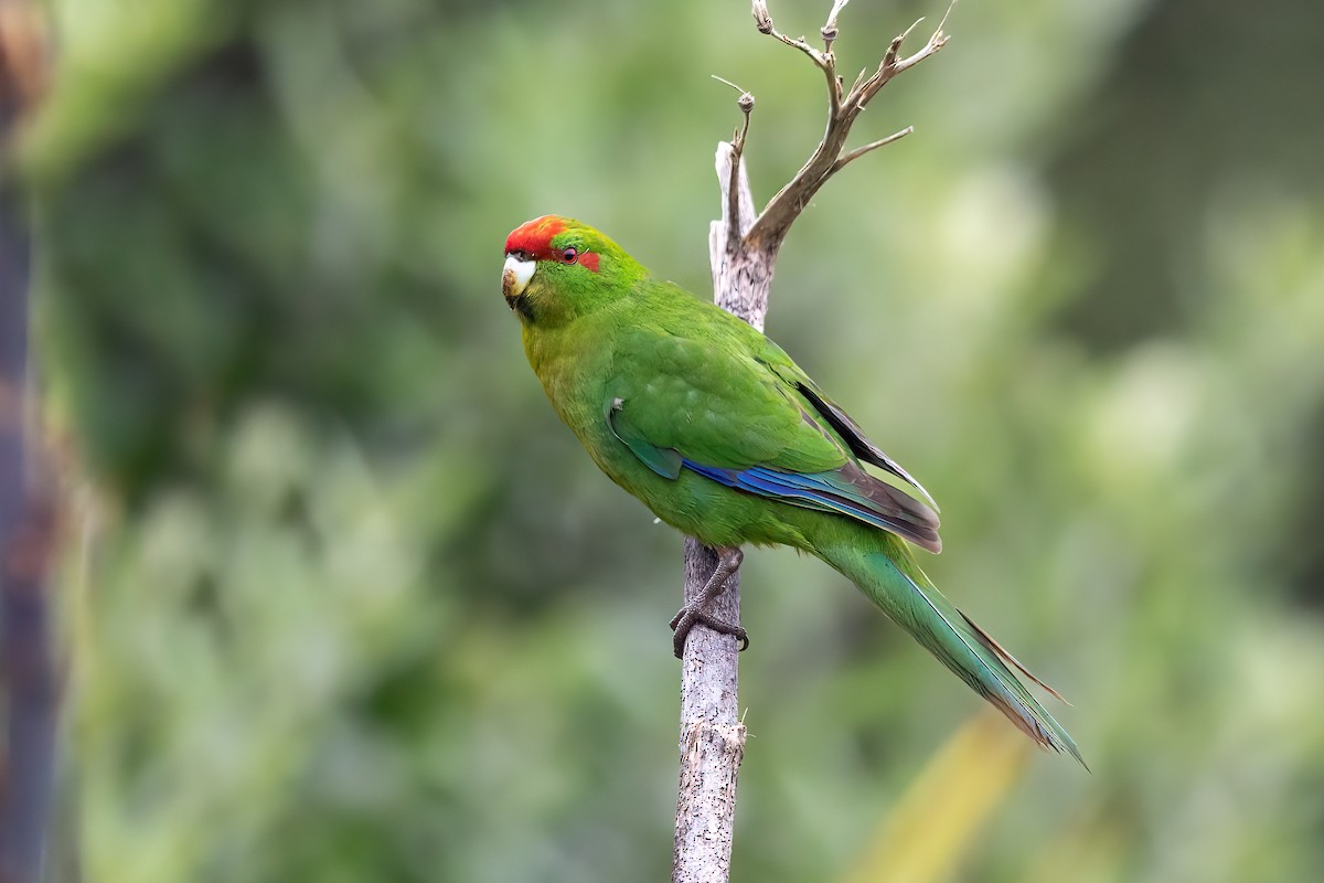 Red-crowned Parakeet - JJ Harrison