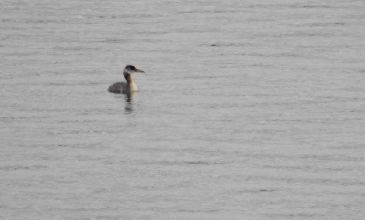 Red-necked Grebe - ML502529731