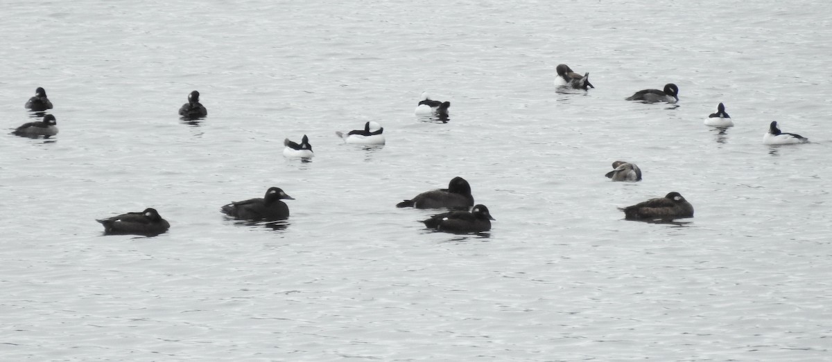 White-winged Scoter - Andy McGivern