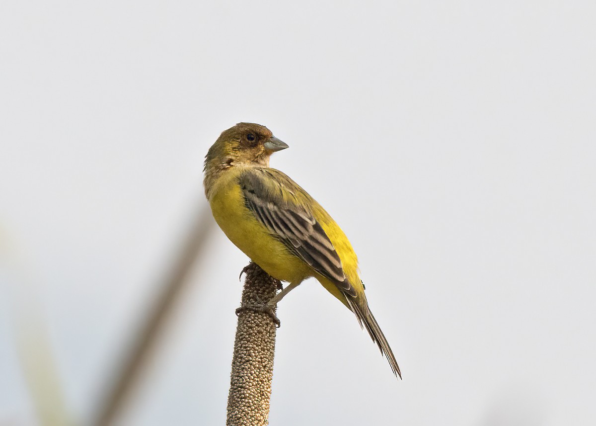 Red-headed Bunting - ML502531771